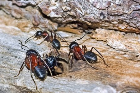 Comment identifier et combattre les fourmis charpentières ?