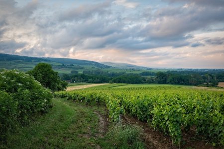 La Bourgogne, pays de gastronomie et de culture