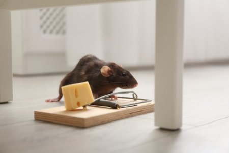 Dératisation d'un logement loué